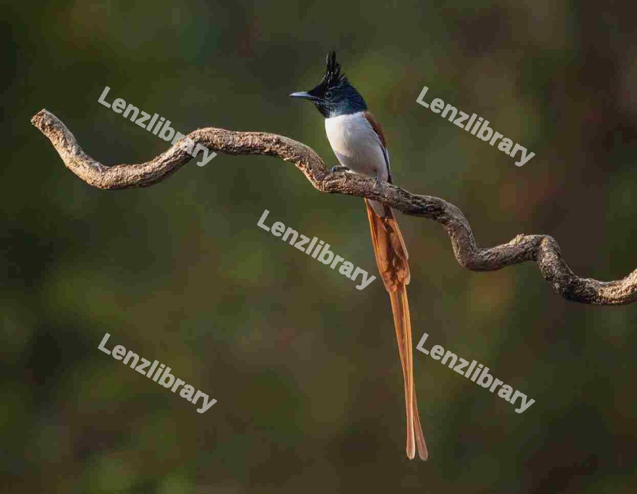 Indian paradise flycatcher